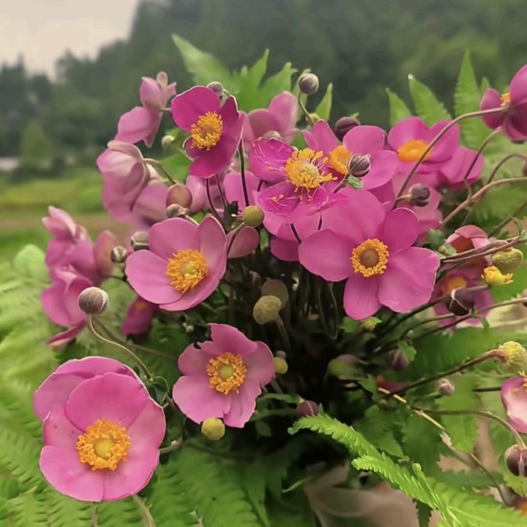 桂桂