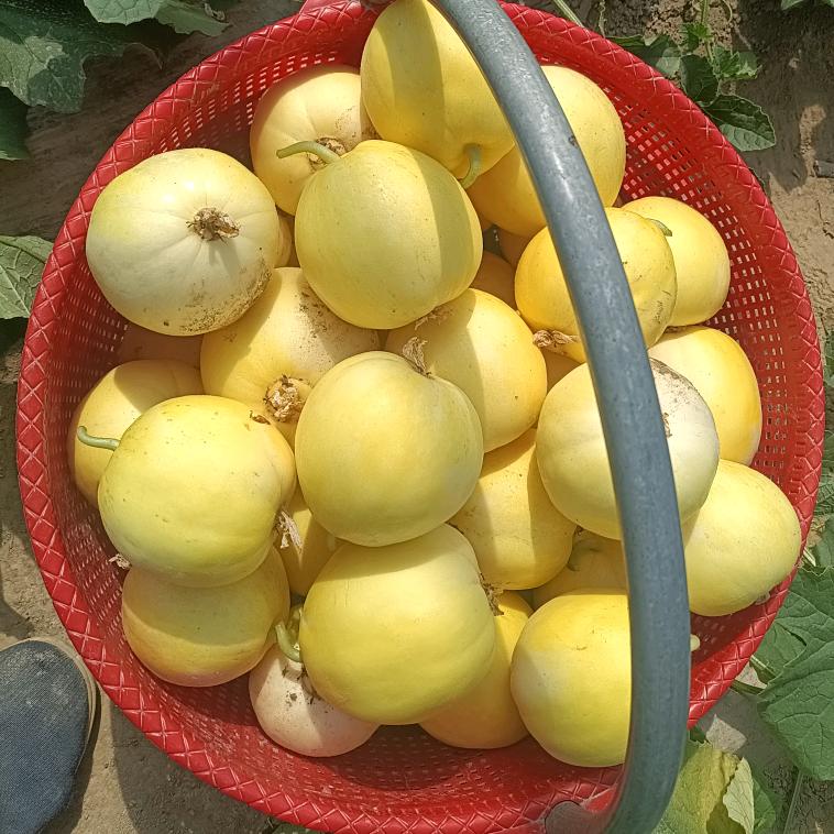 武家川甜瓜小刘