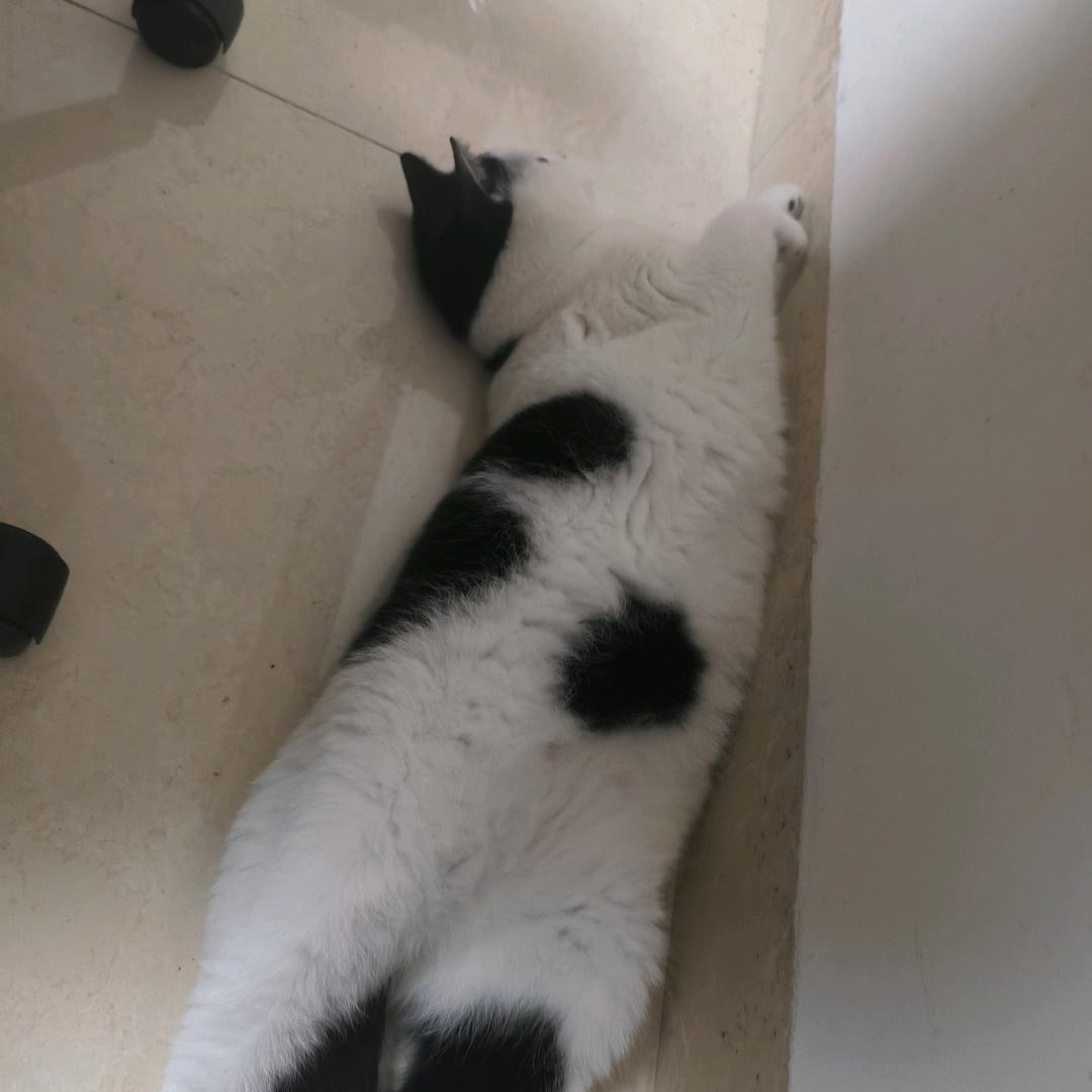 果果