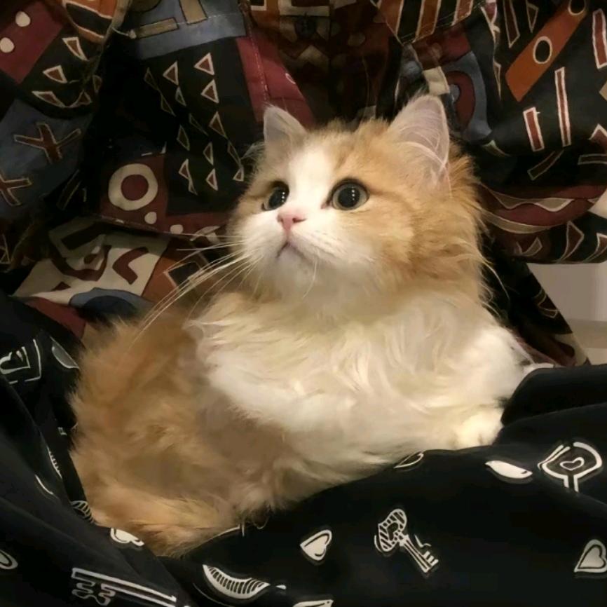 小狗不要喵喵叫