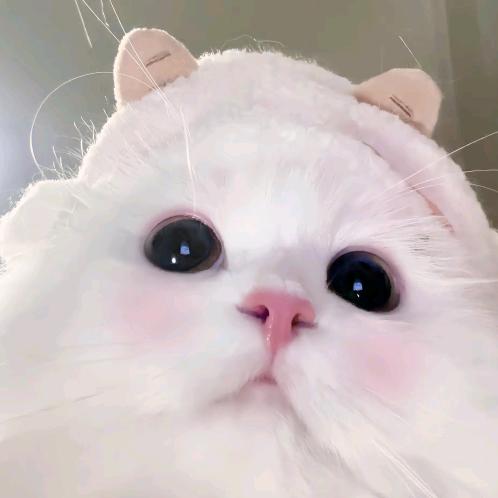 蛋挞想吃我