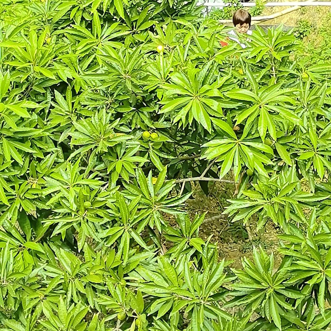 零柒伍贰