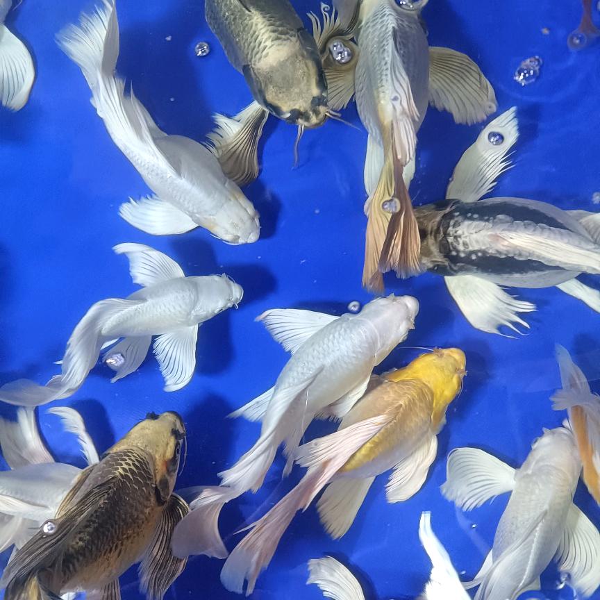 鲤王蝴蝶鲤观赏鱼