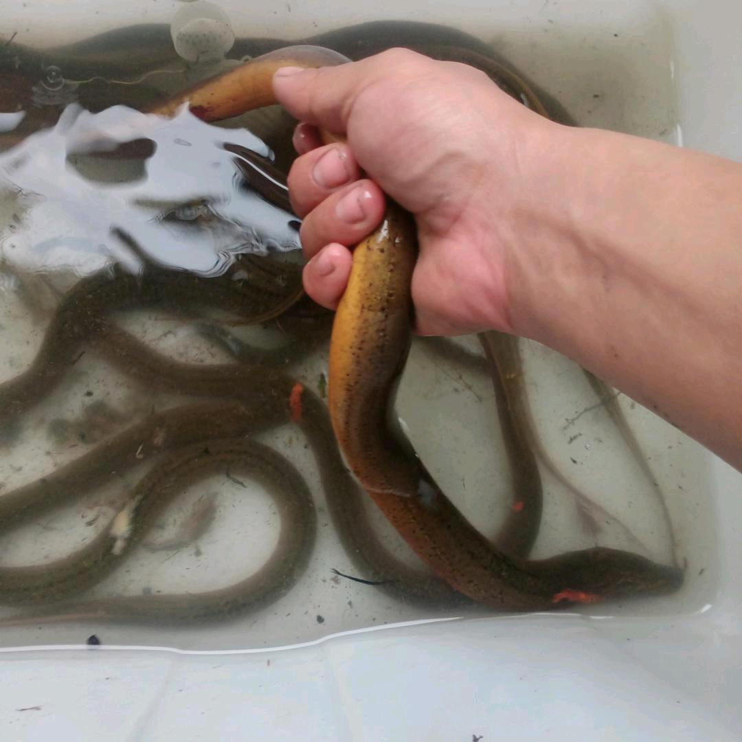 烈酒