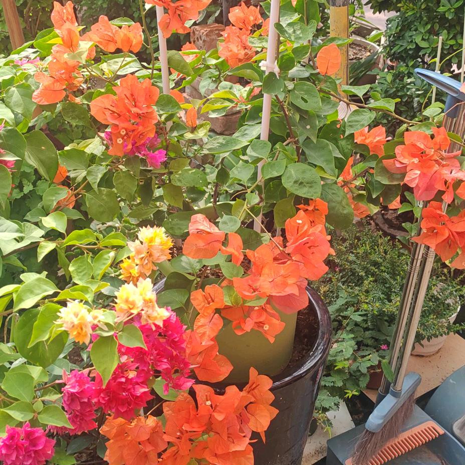 淡若清风