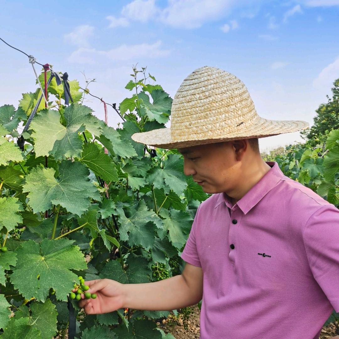 大刘果树管理