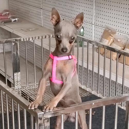 家穷人丑《就是喜欢养狗》