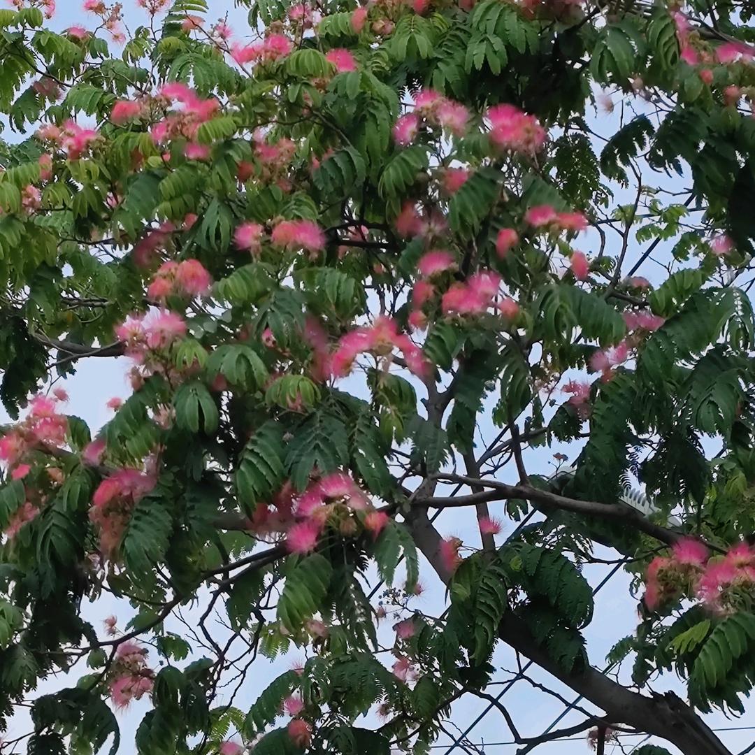 捷诺