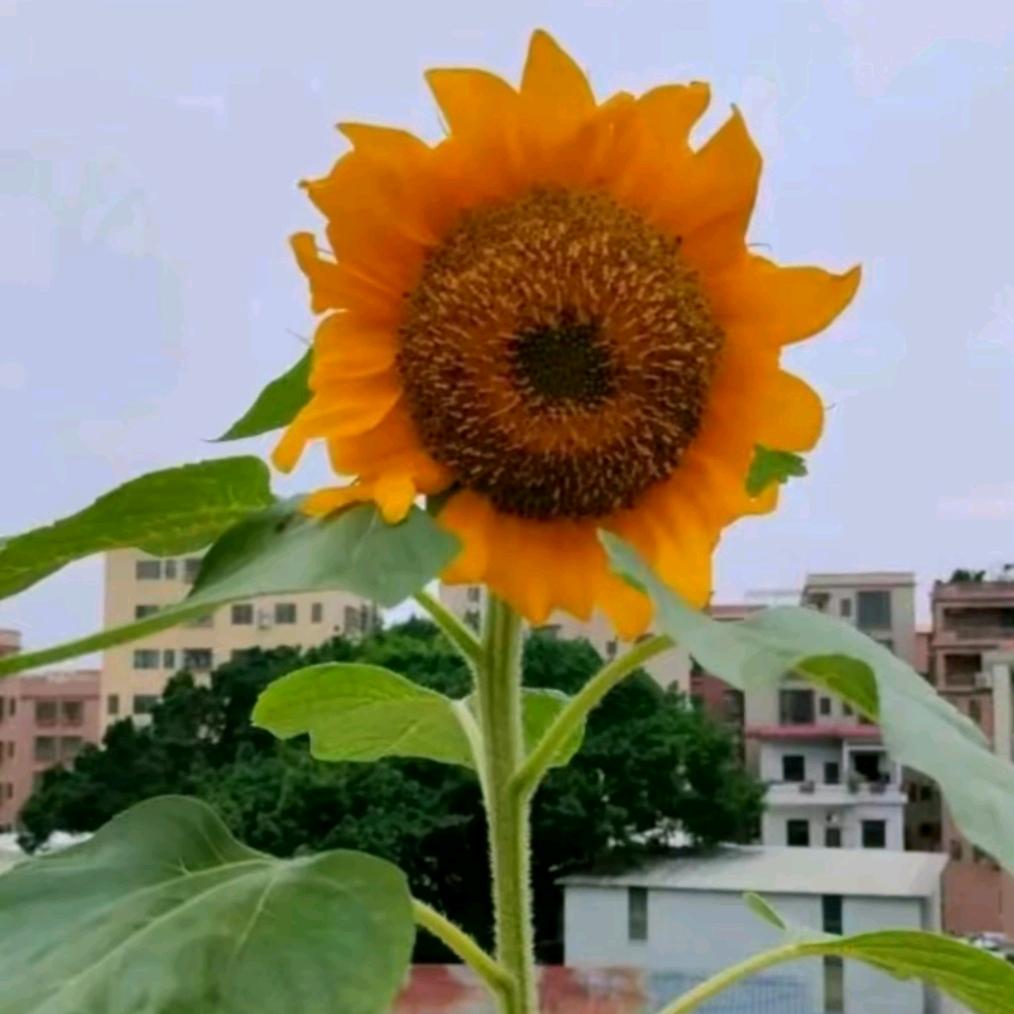 我( ⁼̴̶̤̀ω⁼̴̶̤́ )૭心🌻