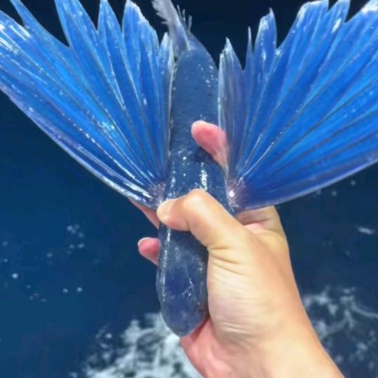 @娃哈哈🐟