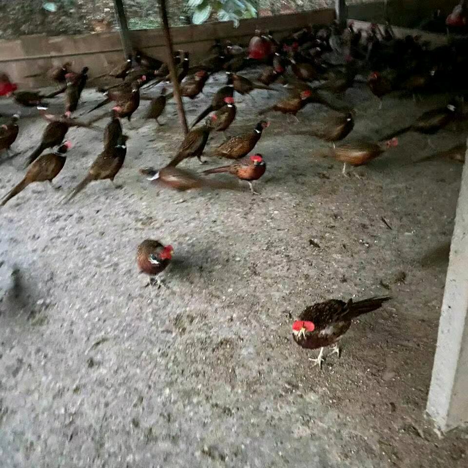 李贵昌