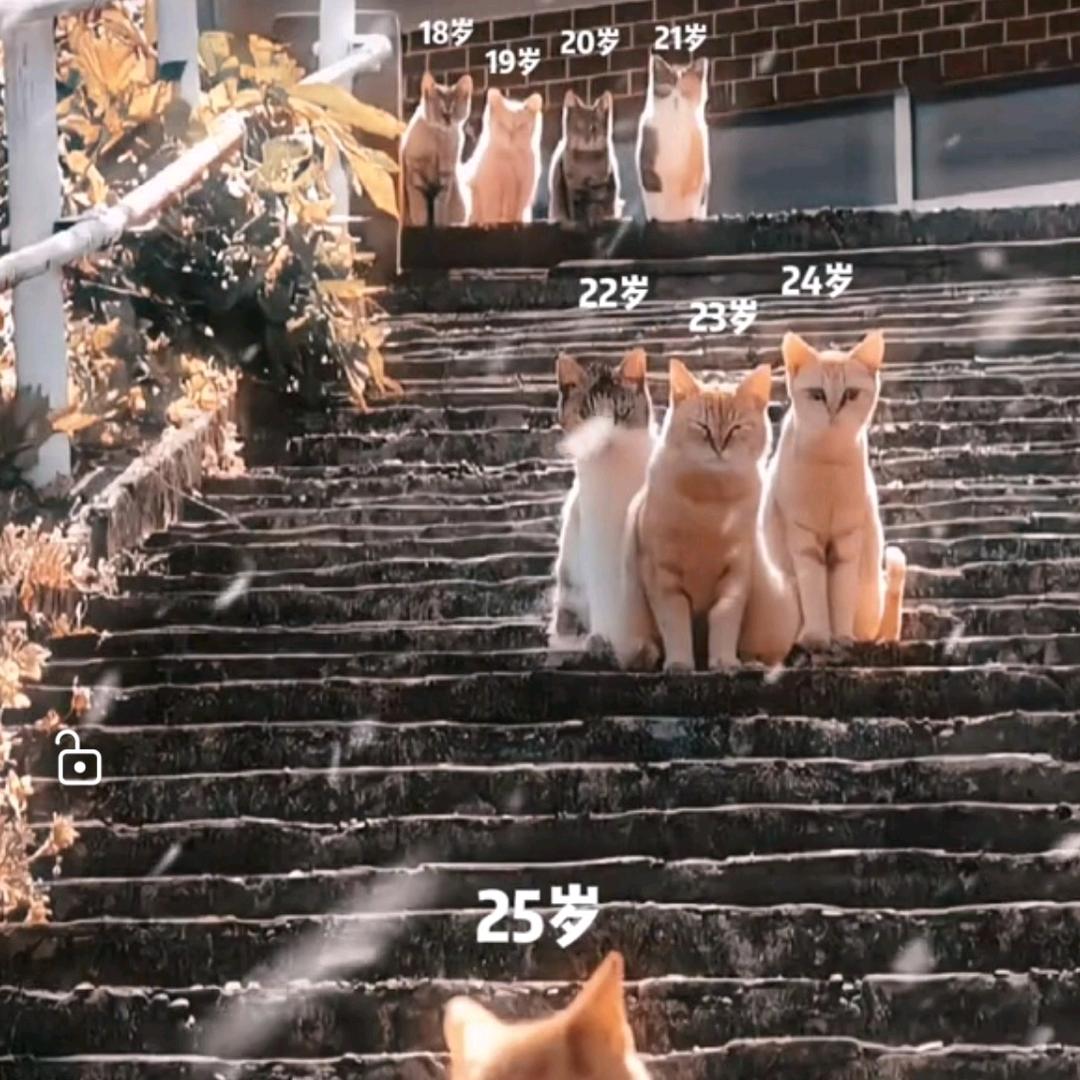 小 猫😸