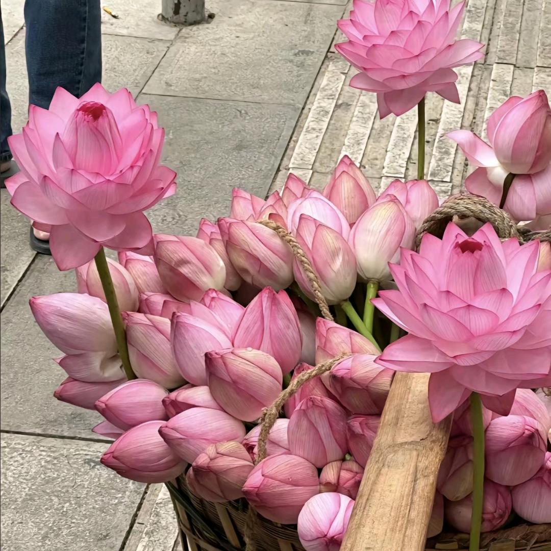 香草.