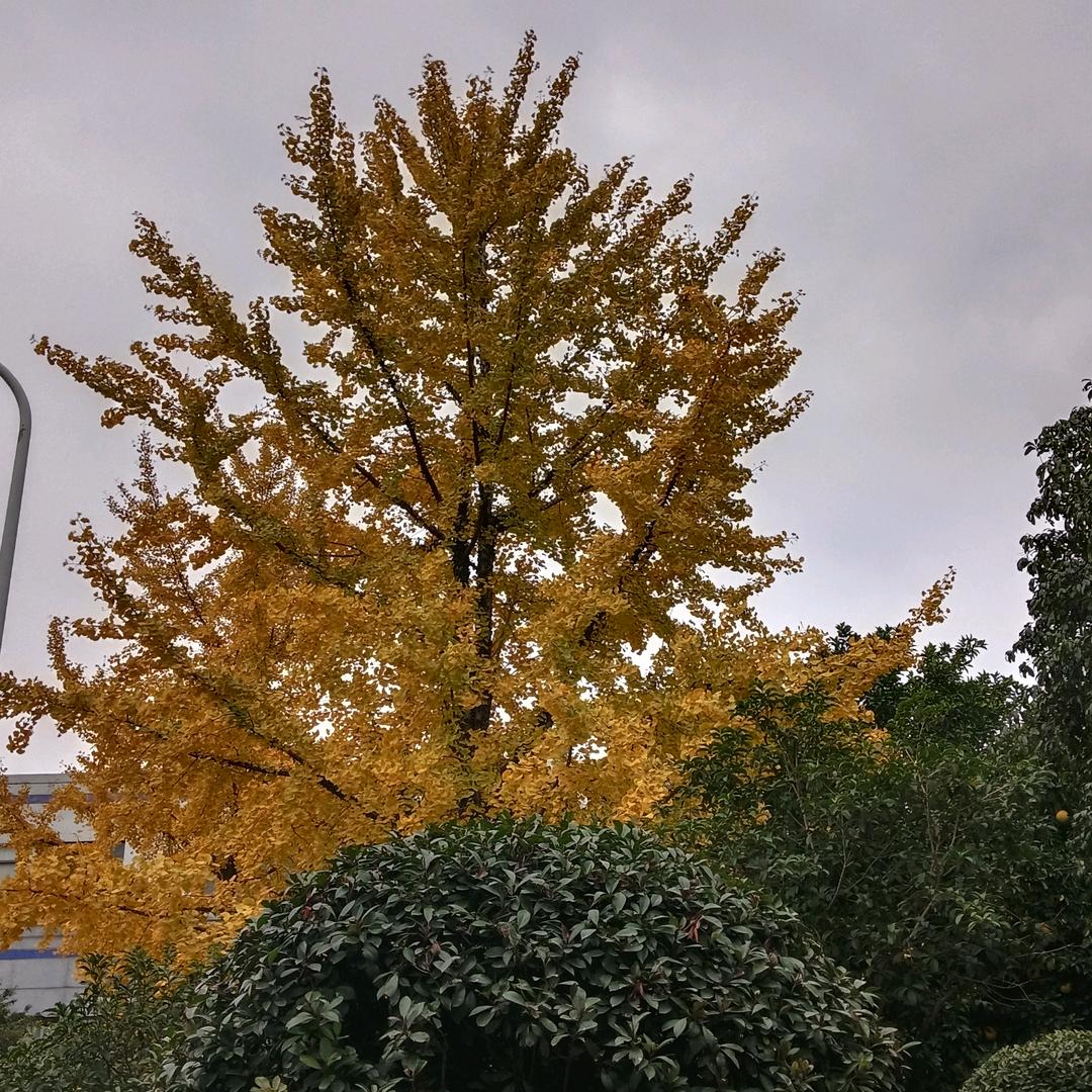 想这样简简单单