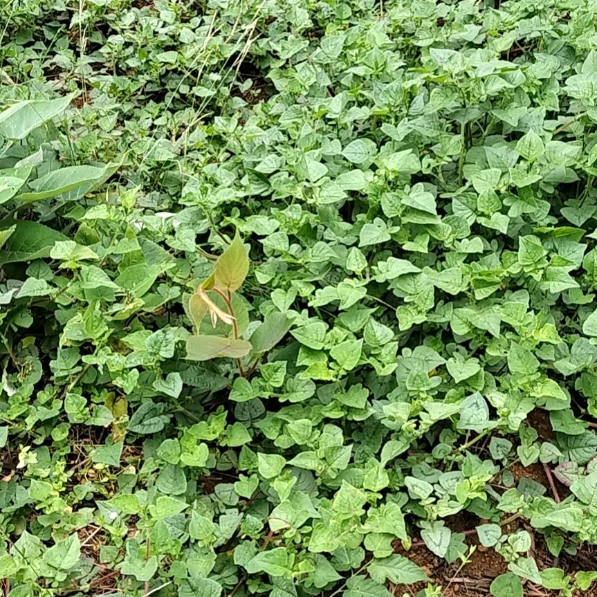 高高兴兴