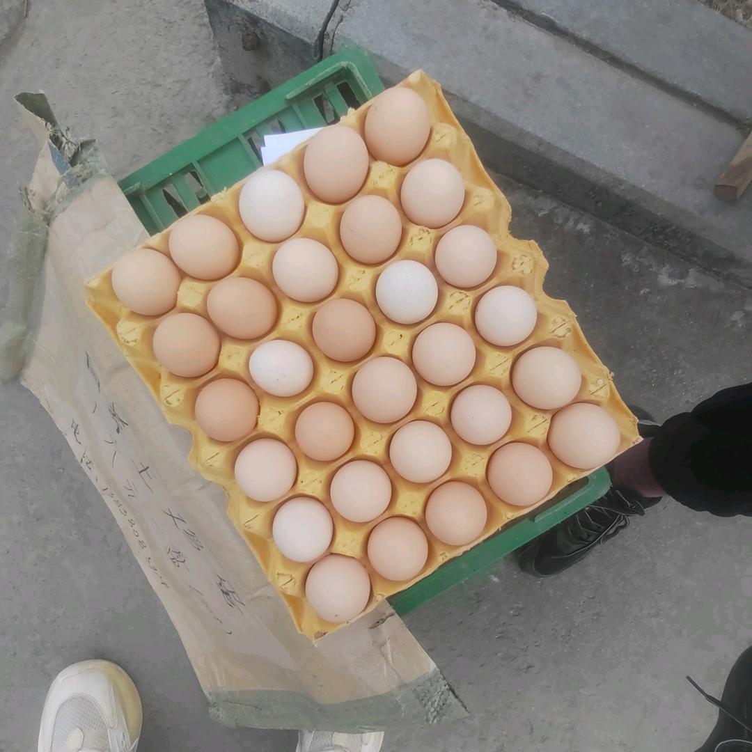 土鸡蛋批发.零售和各种礼盒