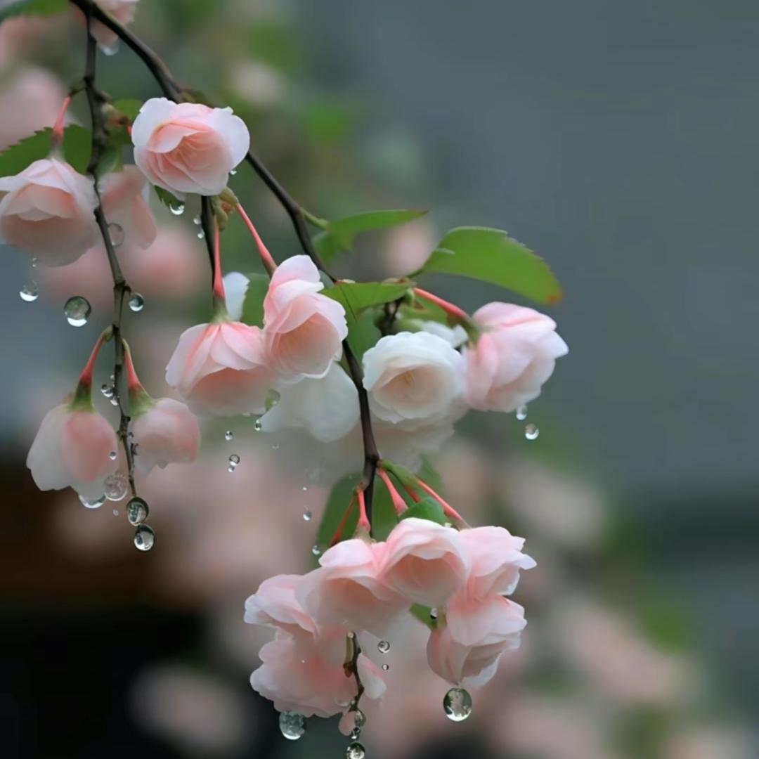 星语心愿🌷