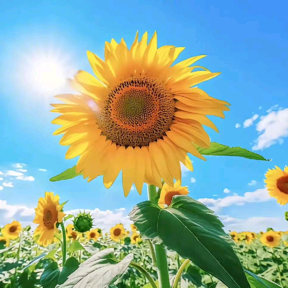 今天你微笑了吗