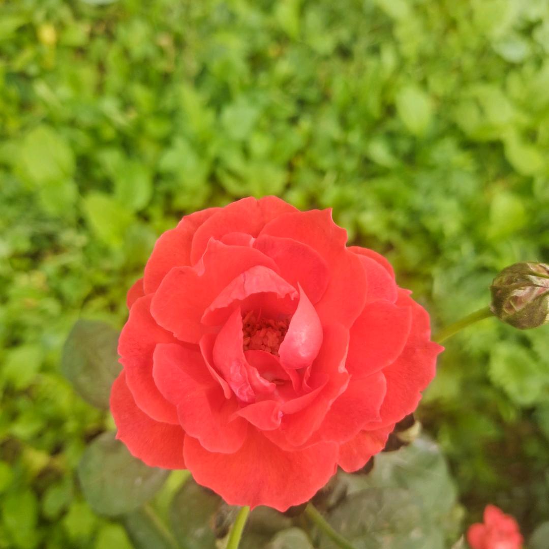一植掂
