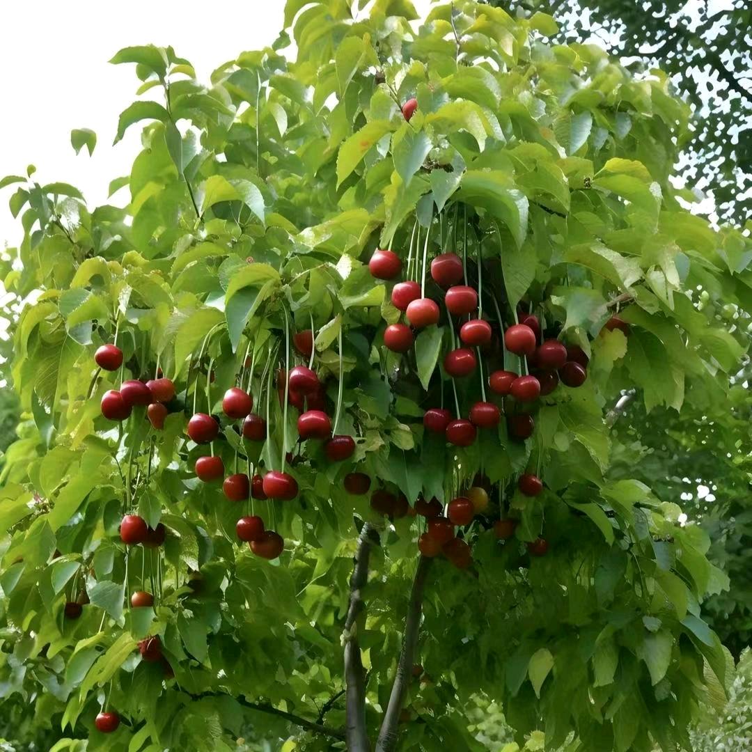 A景春农业购销大樱桃树