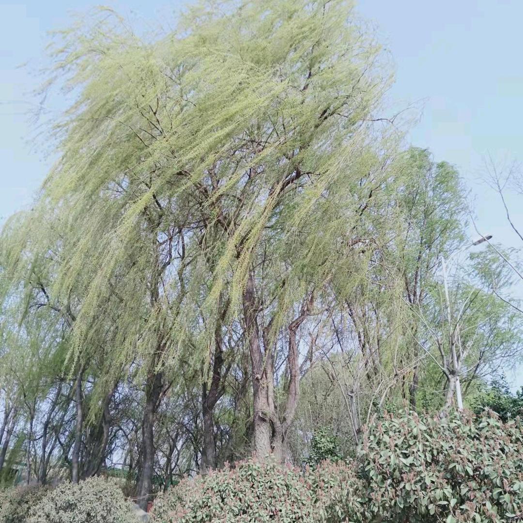 田