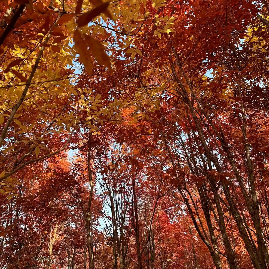 广州寻威四导购号
