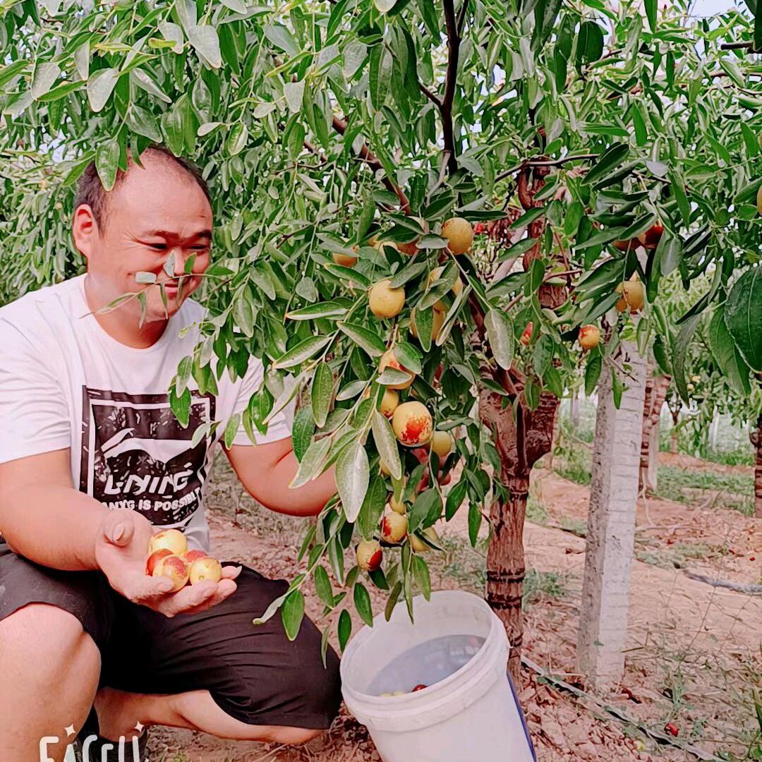 大荔森森优质果蔬生产基地