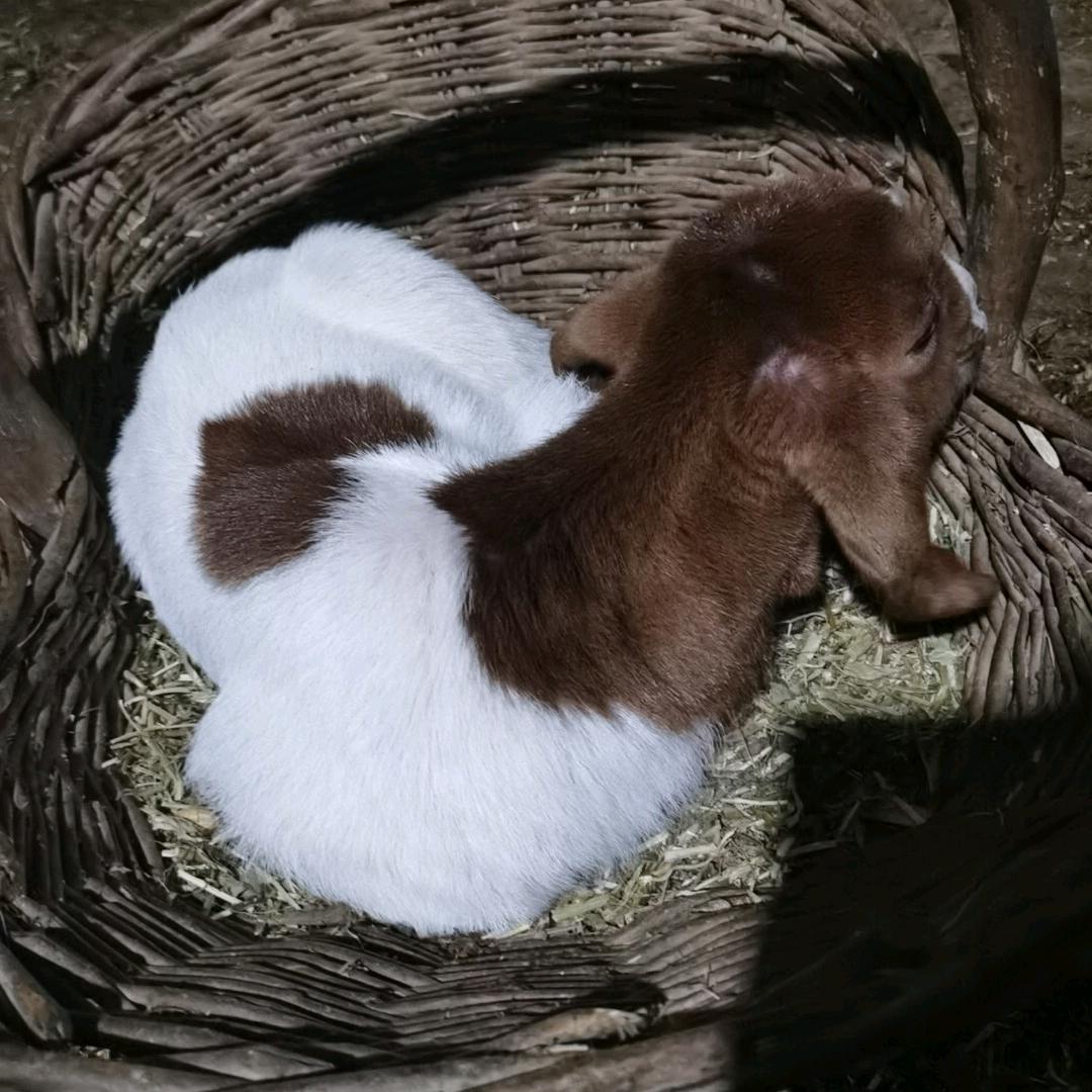 养羊的那些事