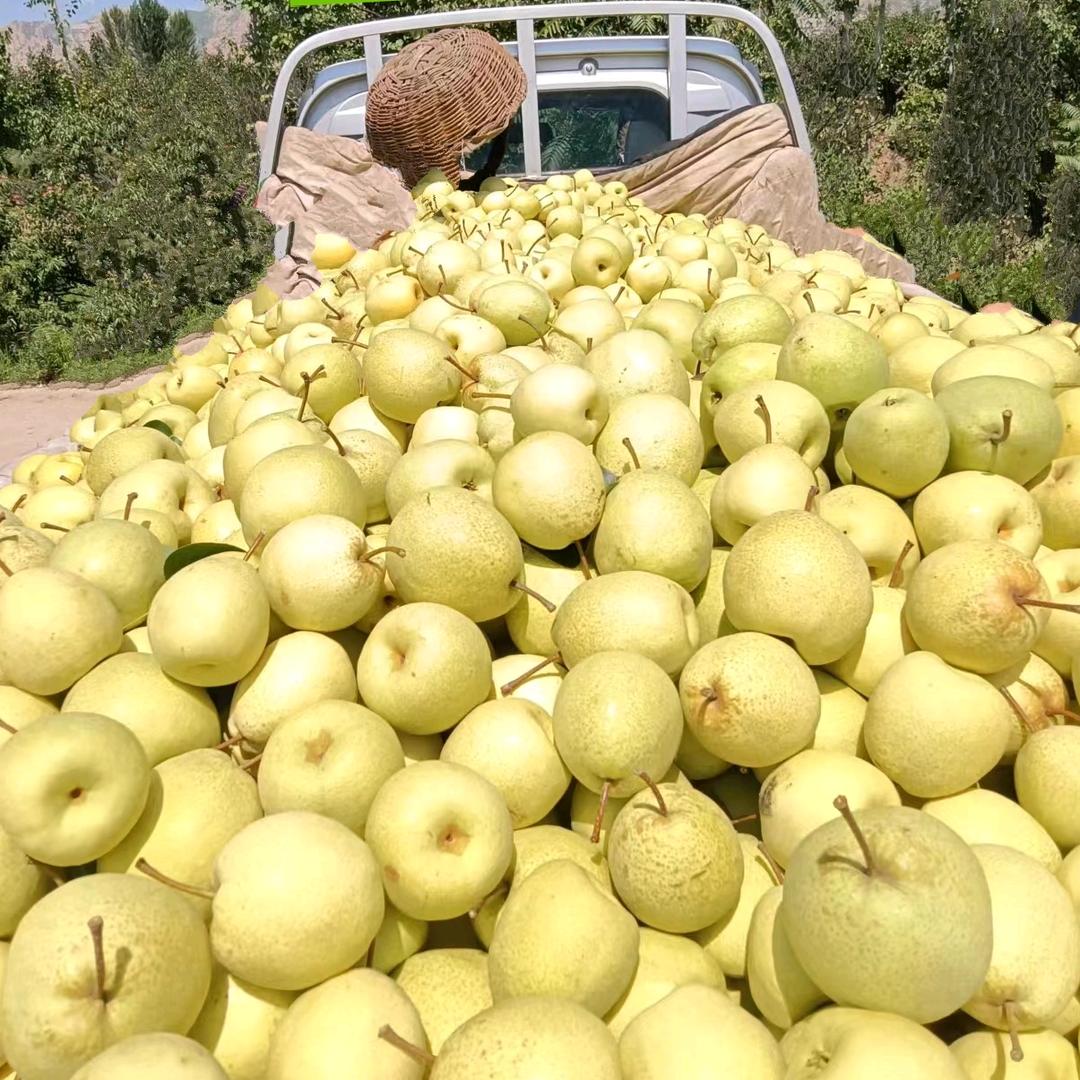 贰清[山西万亩酥梨直供]