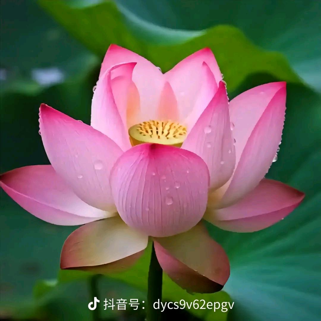 花开富贵。