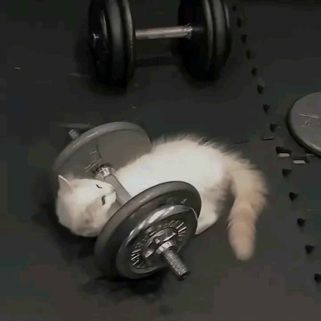 胖虎.