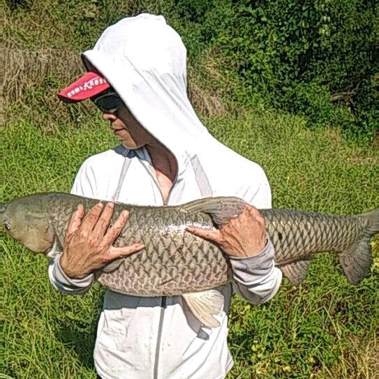 大🐠鱼