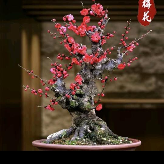 梅花之恋