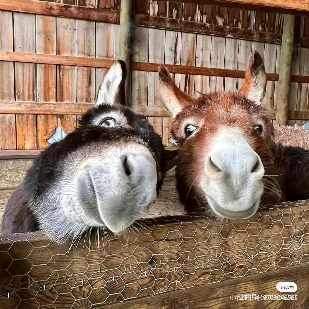 大大怪将军o( ❛ᴗ❛ )o