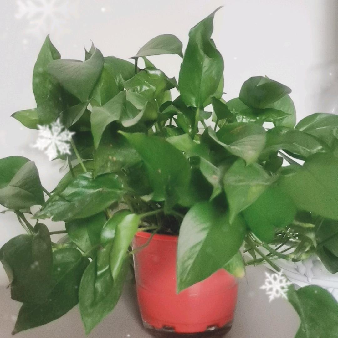 同好