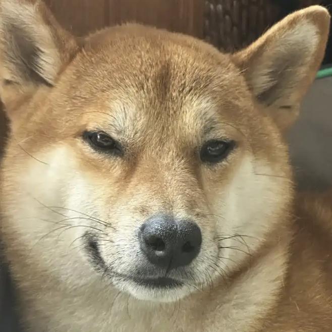 霸道总柴