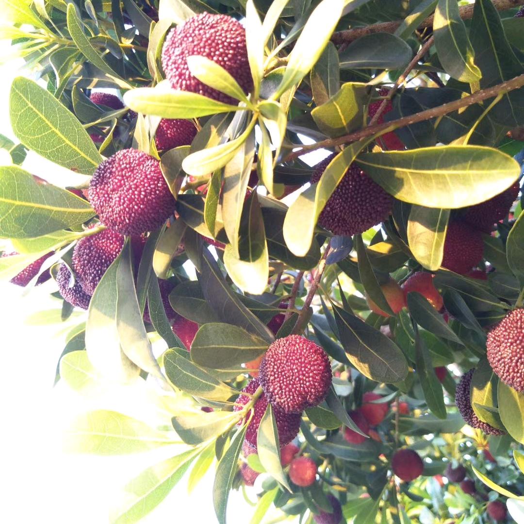 大眼睛的龚老师