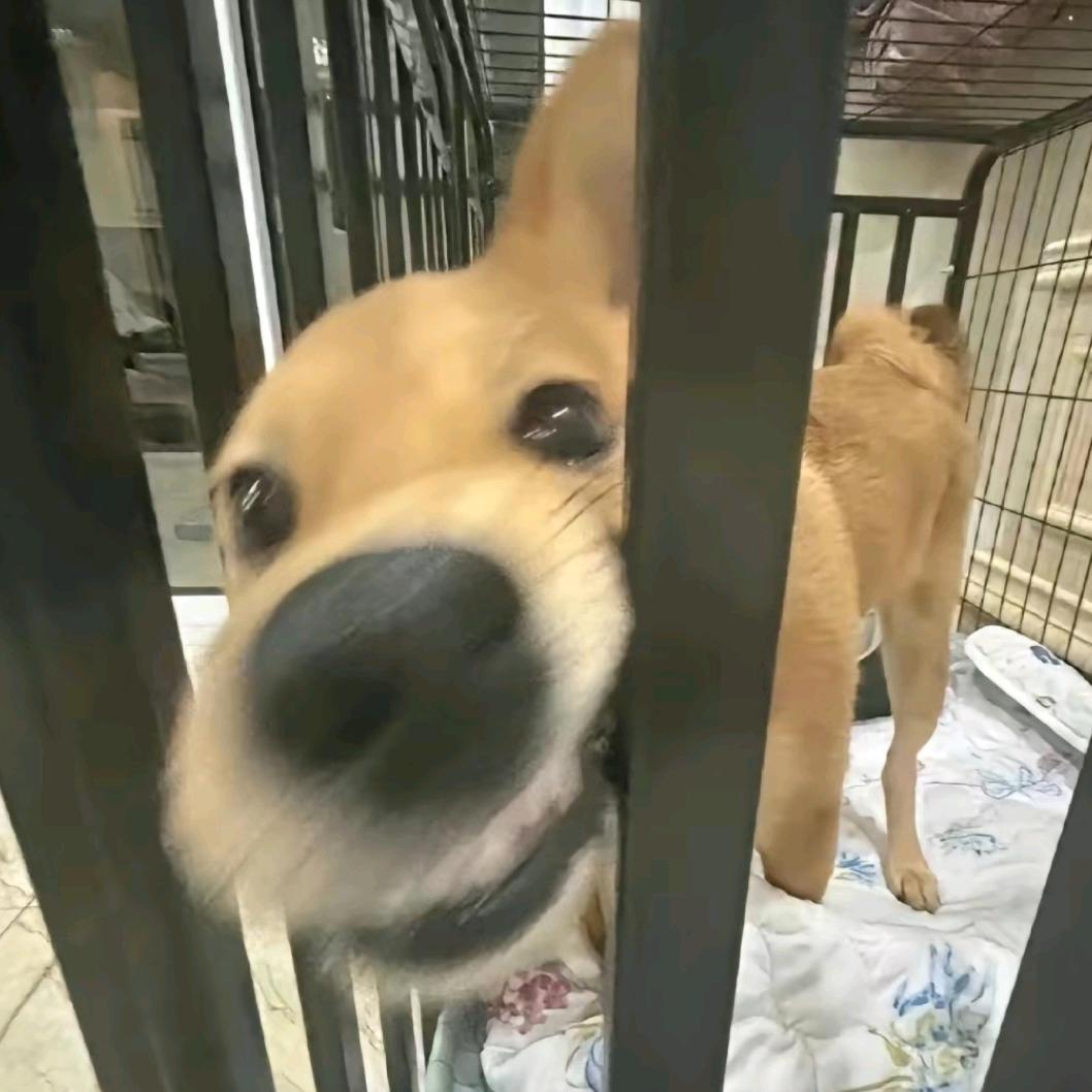 iiiiii