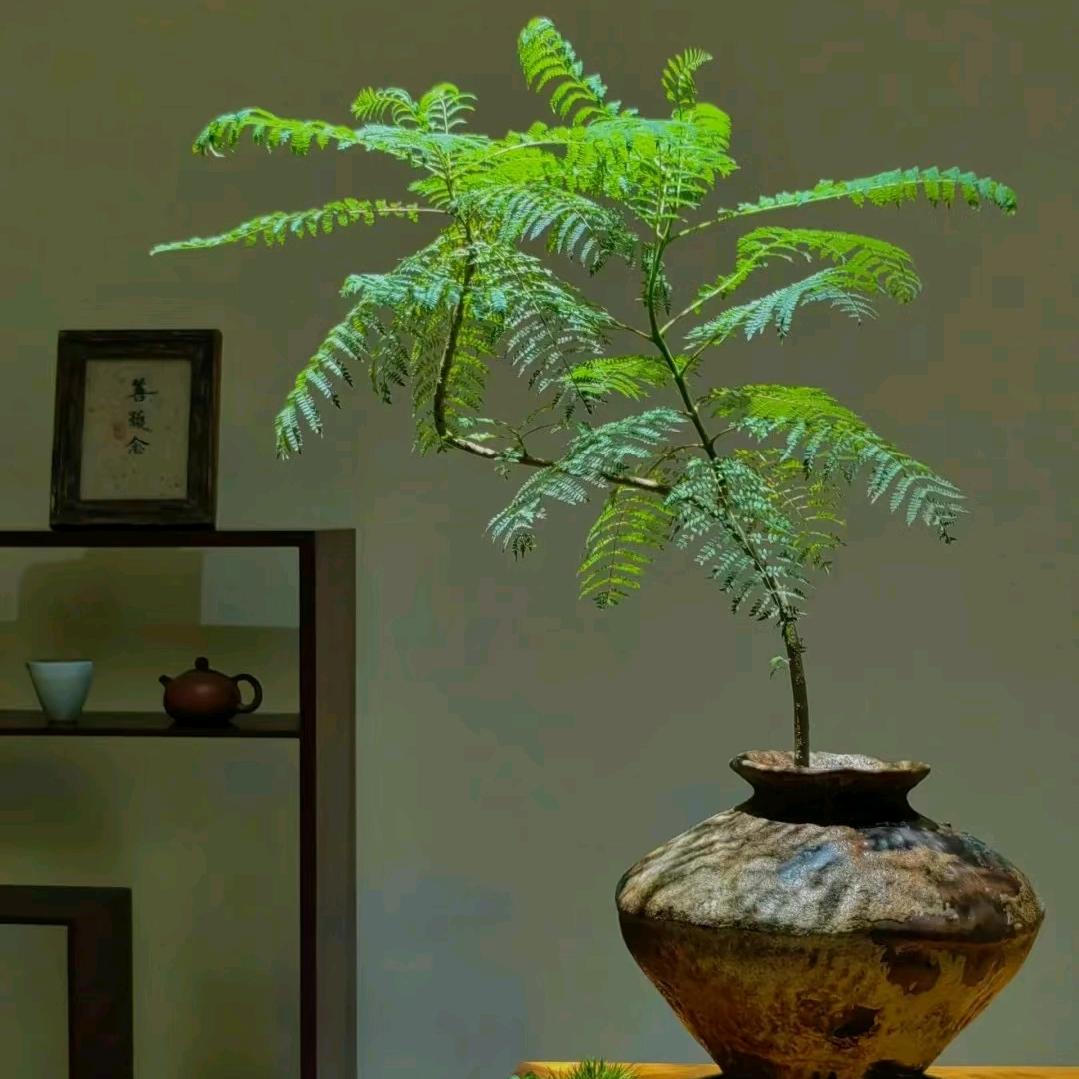 寻遍草木味
