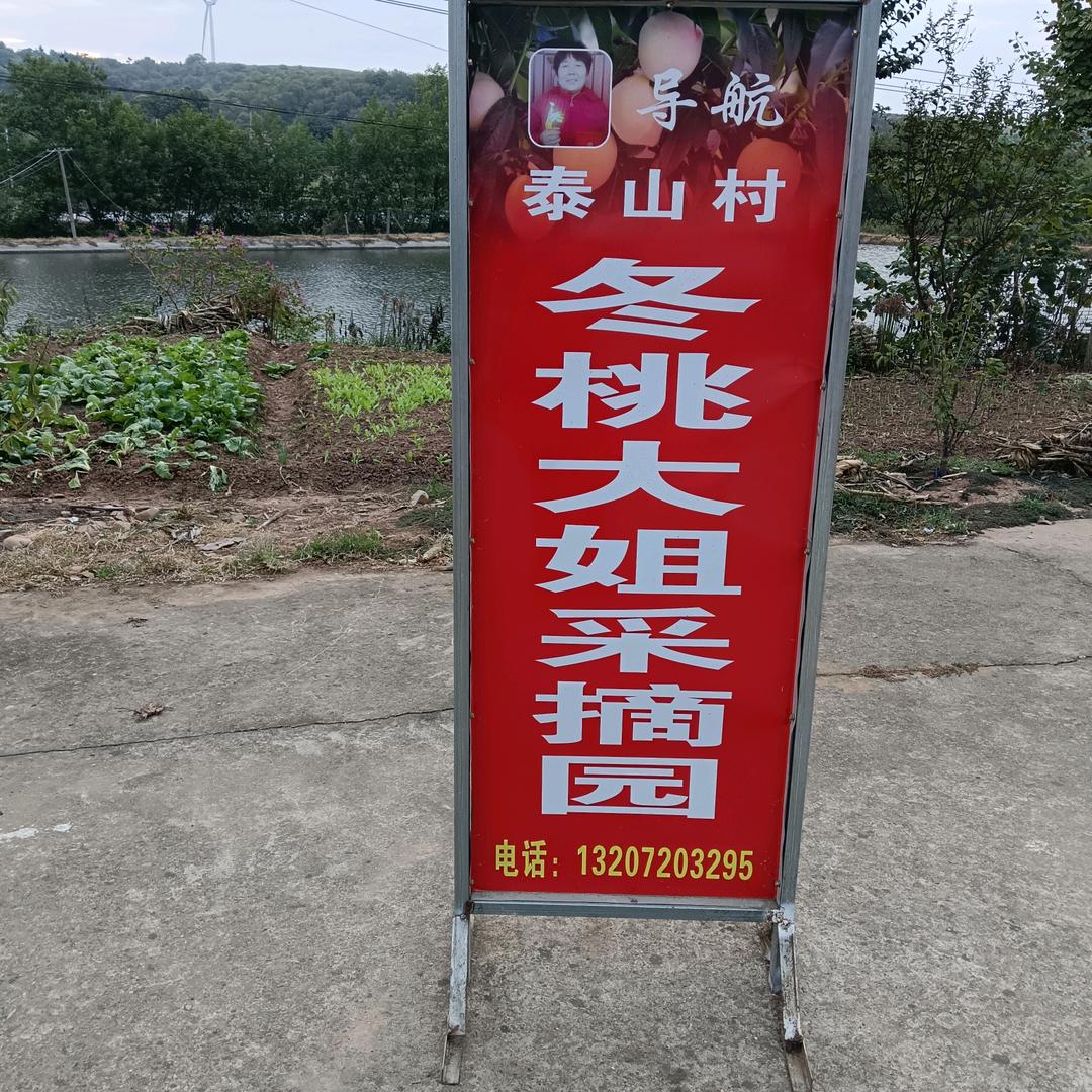 冬桃大姐(好物)