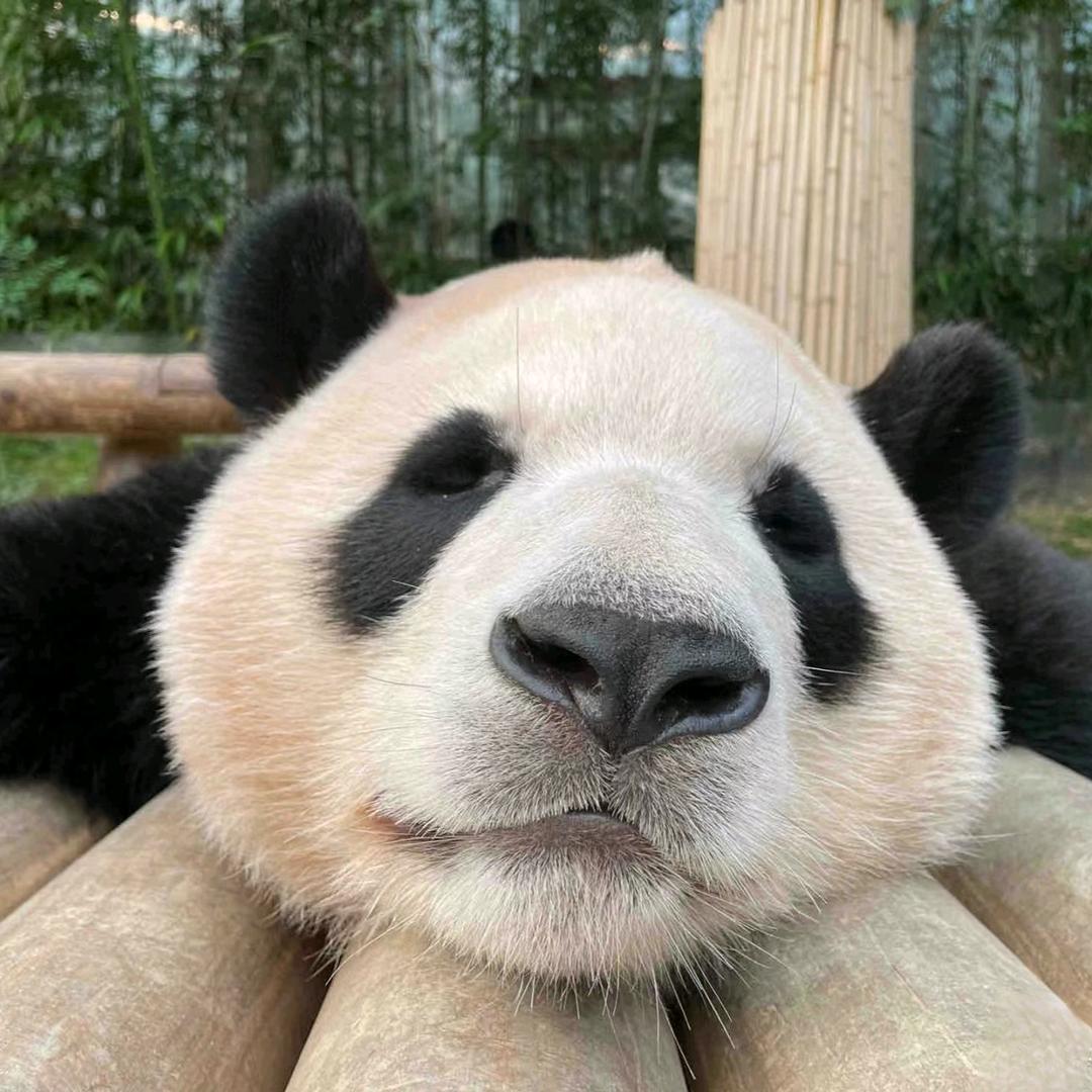 不发胖只发财