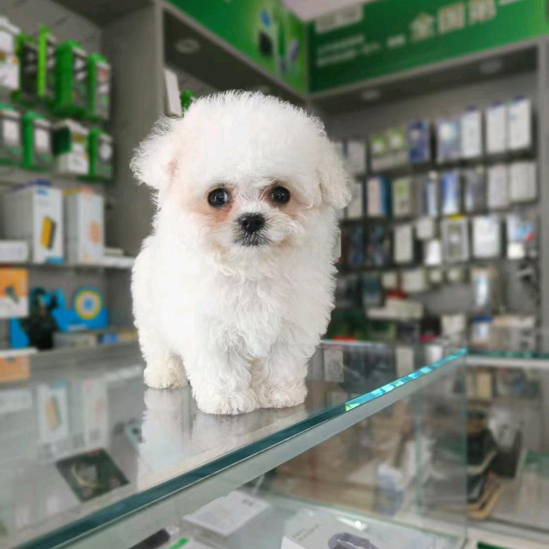 宠乐佳(犬舍)