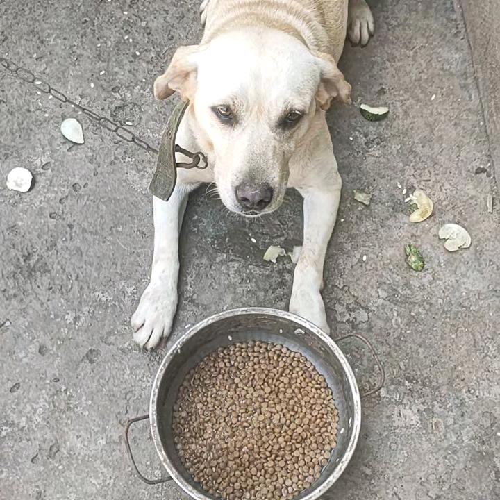 爱狗小铭
