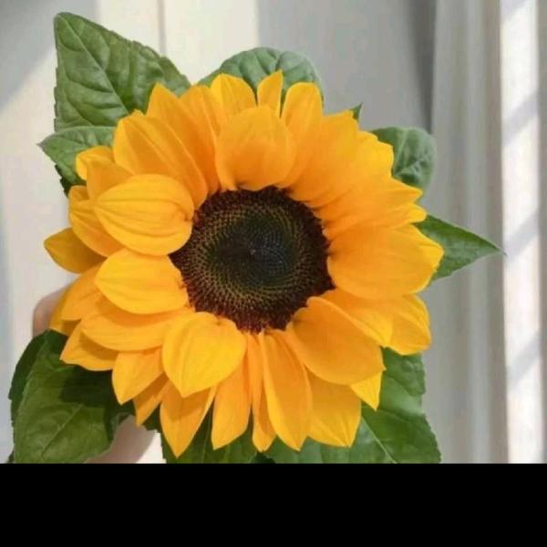 🐖💫平安🍀喜乐