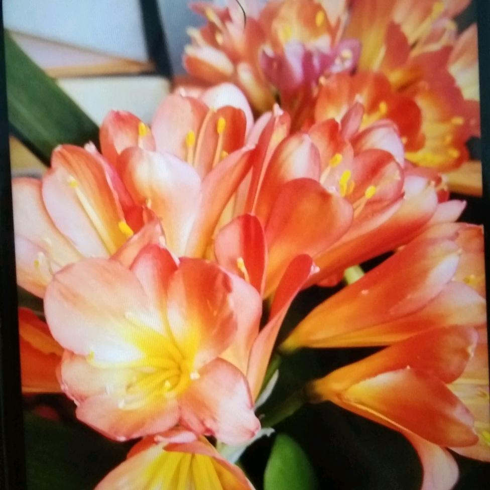 ✌️✌️山青水绣👍👍