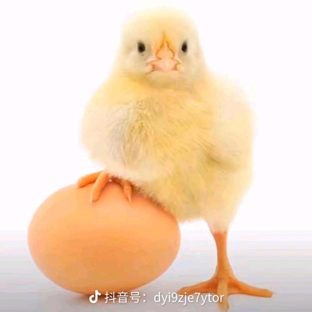 加老练
