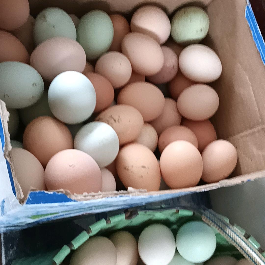 四方财聚大山里自然散养，