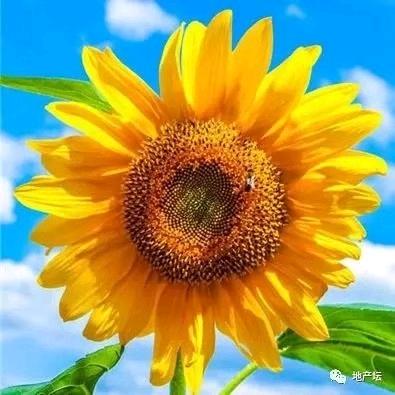 界首养老尹玉梅