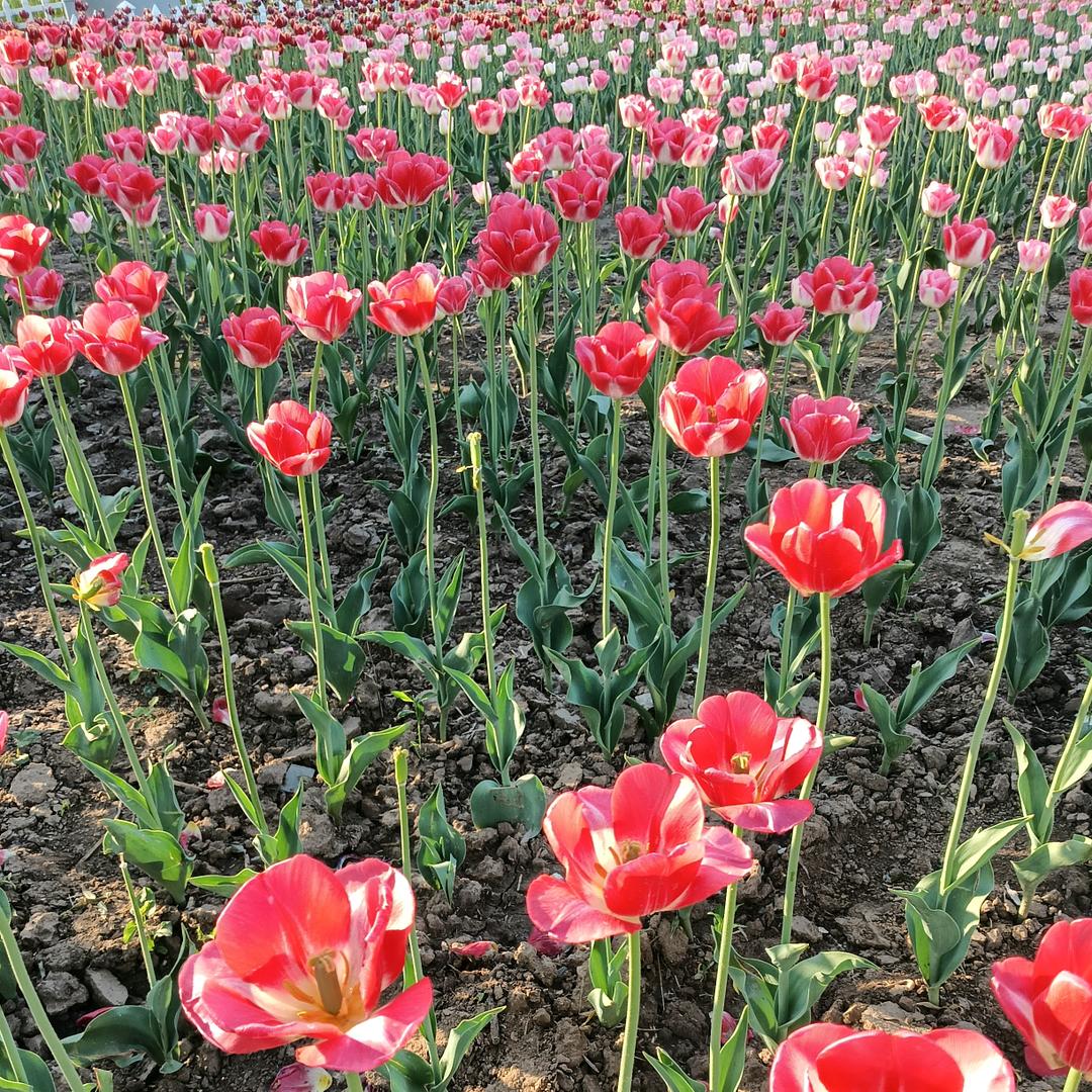迎春花