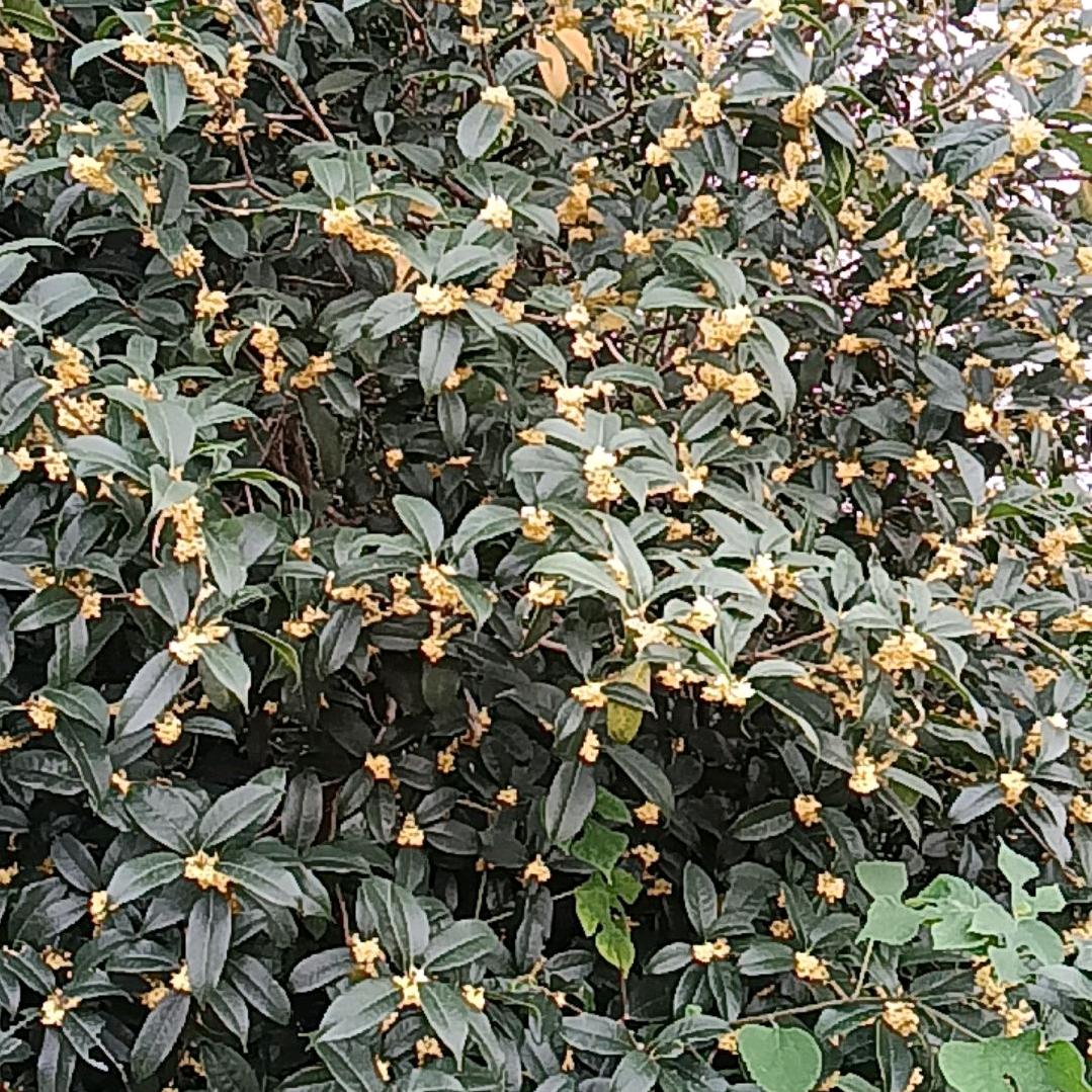 龙游天上